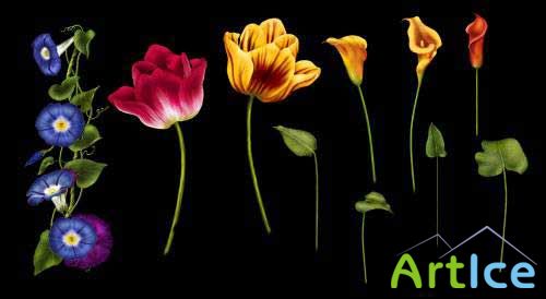 Flowers PSD