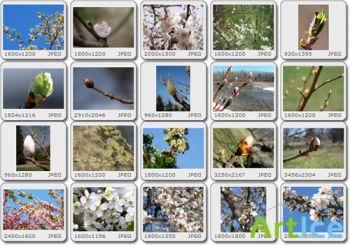 Images Collection - Spring Bloom vol.01