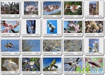 Images Collection - Spring Bloom vol.01