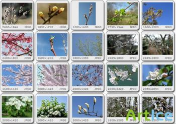 Images Collection - Spring Bloom vol.01