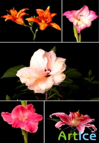 Футажи от Artbeats. Timelapse Flowers 3 часть 2 Футажи от Artbeats. Timelapse Flowers 3 часть 2