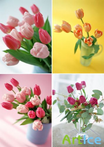      Klipart  Tulips