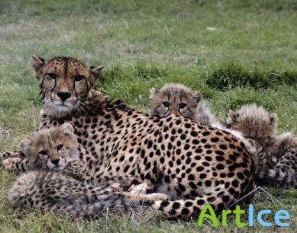 Big Cats Wallpapers