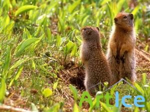 Wallpapers - Animals