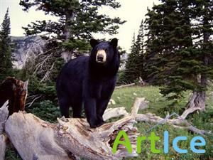 Wallpapers - Animals