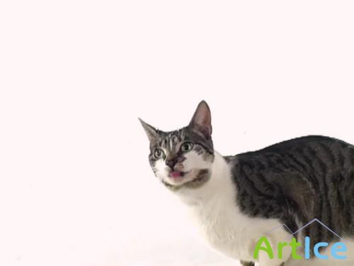 Monitor Cat 1.0 (   )