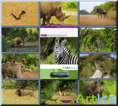 GlowImages GWN101 - African Wildlife