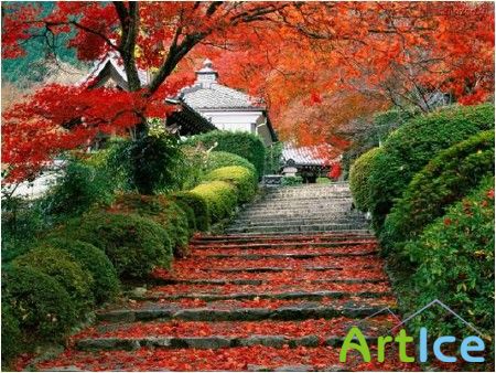 Wallpapers ,   