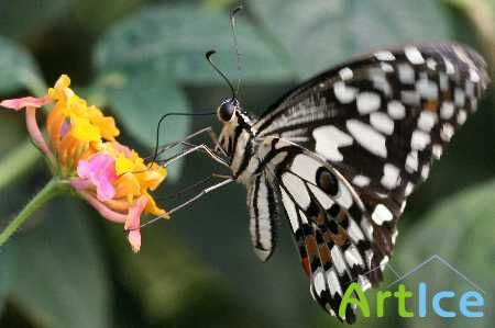 Wallpapers: Butterfly. ����: �������