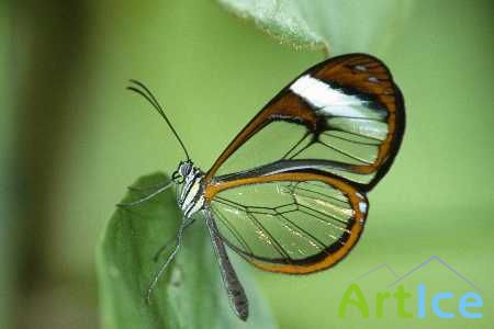Wallpapers: Butterfly. ����: �������