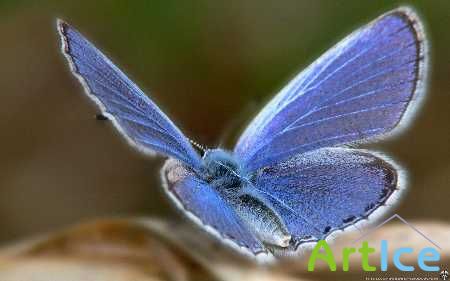 Wallpapers: Butterfly. ����: �������