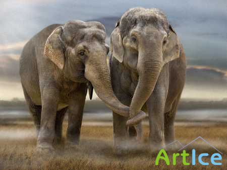 Elephants Wallpapers (38)