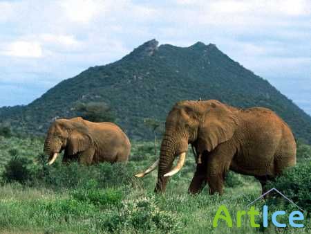 Elephants Wallpapers (38)