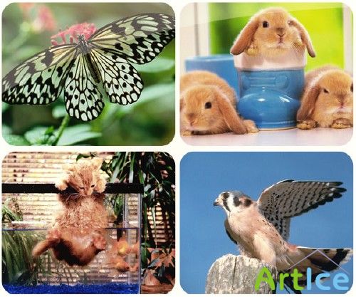 Wallpapers Desktop Animals