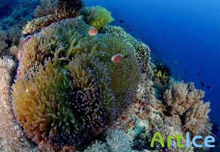 Underwater Wallpapers