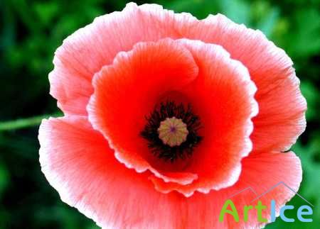 ���� ������������ ��� ������.