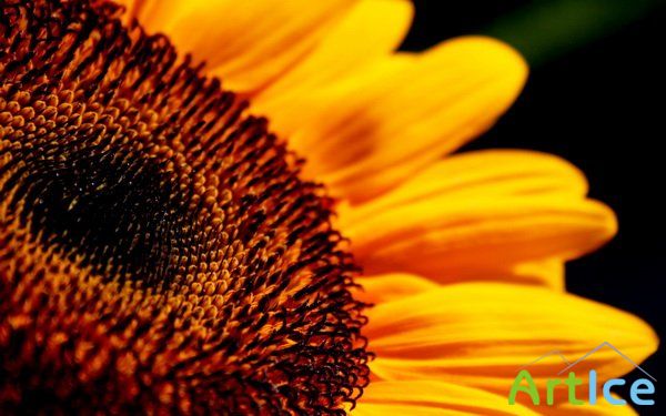 Beautiful HD Wallpapers  38