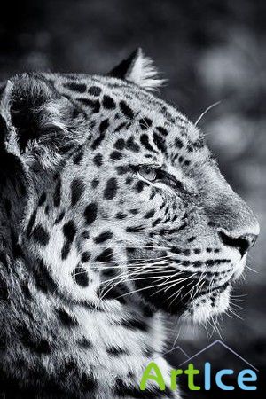 Iphone/Ipod Touch Wallpapers [320x480;640x960]