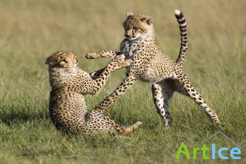 Best Fan Animal Wallpapers - Big Pack