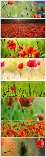 Poppi Field Cliparts