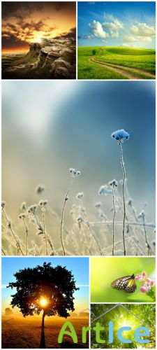 Nature Backgrounds - Nature, field, foliage, road, tree, grass and butterfly
