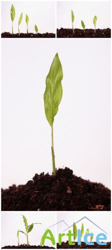 Photo Cliparts - Green Plant