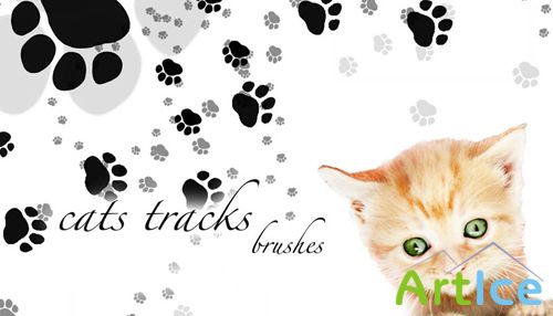 Cats tracks brushes