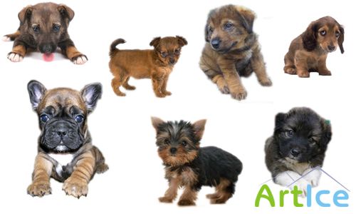 PSD for Photoshop - Little Dogs