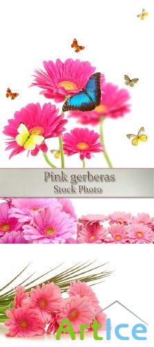 Stock Photo: Pink gerberas 3