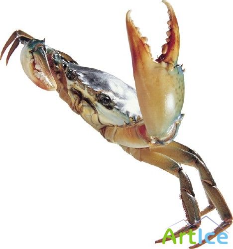 :  (  )