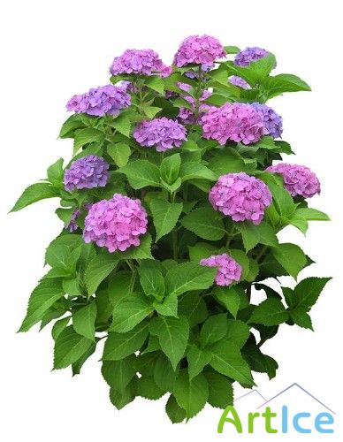 ����� ��������� - �������� �������� �����������