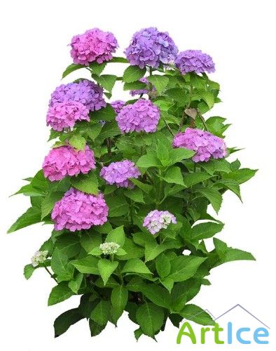 ����� ��������� - �������� �������� �����������