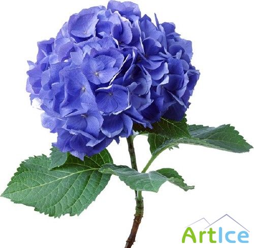 ����� ��������� - �������� �������� �����������