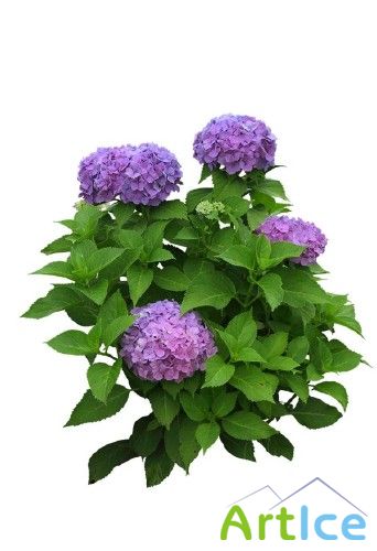 ����� ��������� - �������� �������� �����������