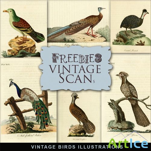 Scrap-kit - Vintage Birds Illustrations 2