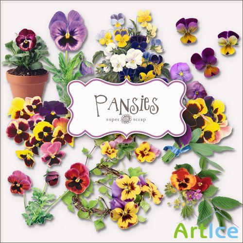 Scrap Set - Pansies PNG Files