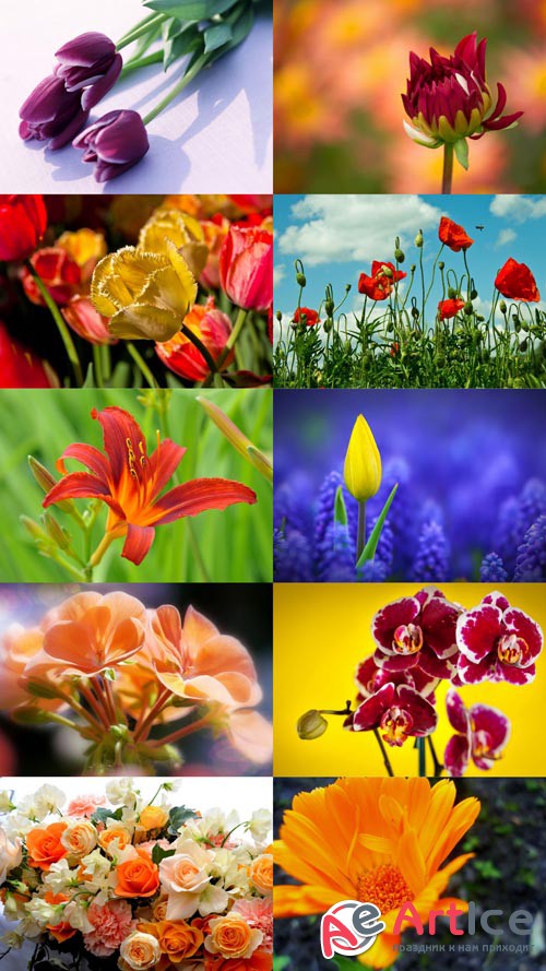 Beautiful Flowers Wallpapers Set 6