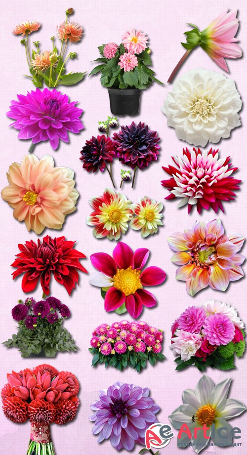 Colorful Dahlias PNG Files