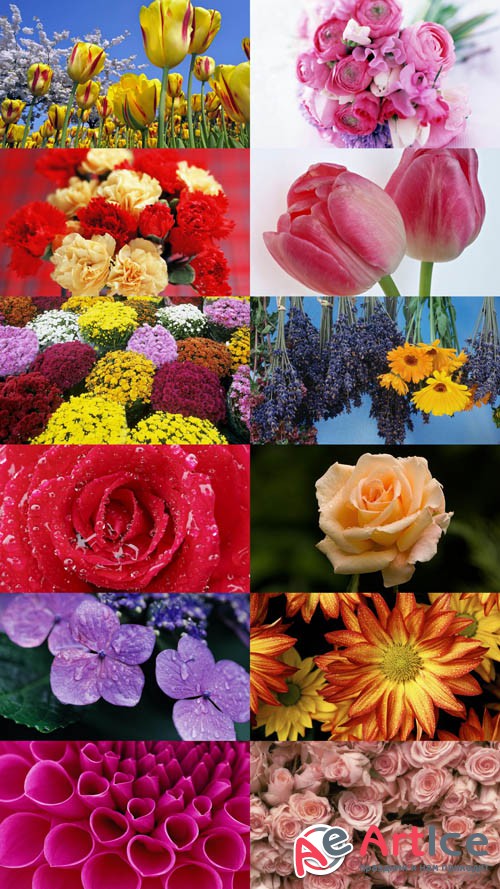 Beautiful Flowers Wallpapers Set 9