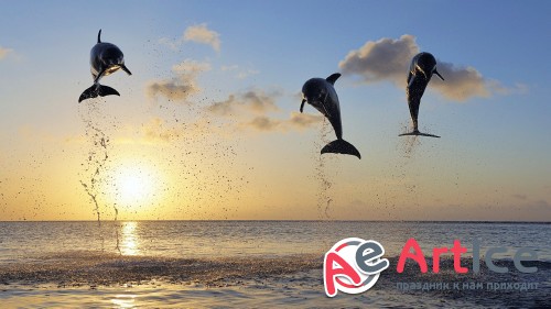 Wallpapers Collection Mixed #31