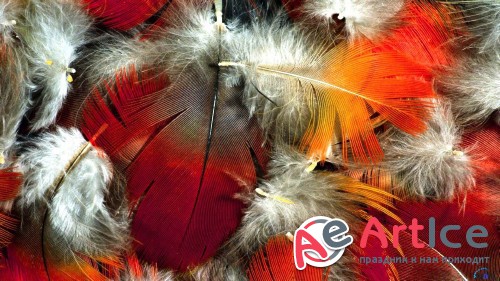 Wallpapers Mixed Pack #44