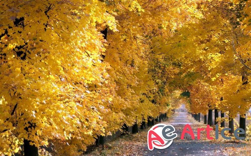 Wallpapers Seasons #287