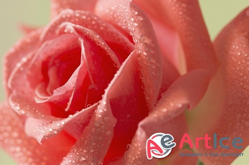 HQ ���� ��� �������� �����. ����� 384