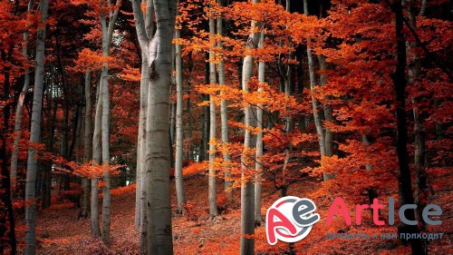 Wallpapers Landscapes #151
