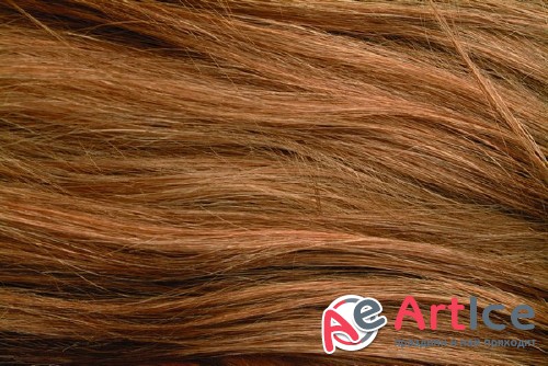 ������ (�������� ����������)