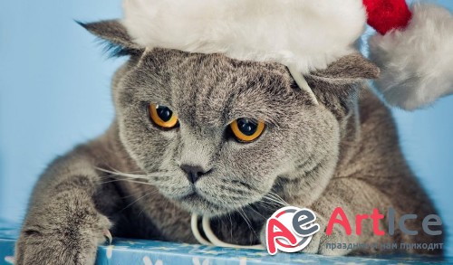 Wallpapers Mixed Pack 22