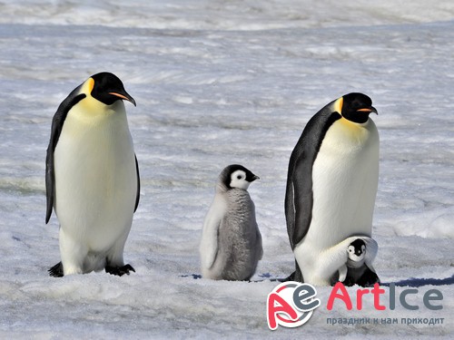 �������� - ����� ���������� (��������)