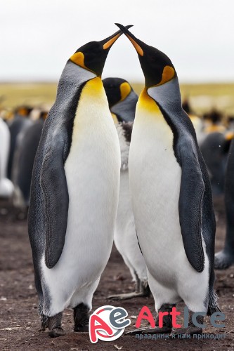 �������� - ����� ���������� (��������)