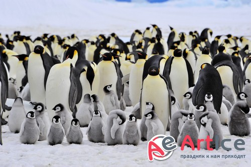 �������� - ����� ���������� (��������)