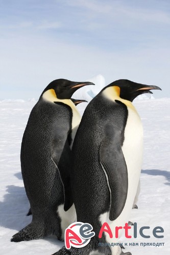 �������� - ����� ���������� (��������)